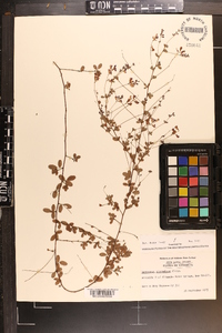 Lespedeza procumbens image