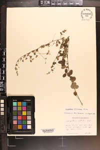 Lespedeza procumbens image