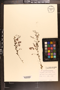 Lespedeza procumbens image