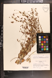 Lespedeza procumbens image