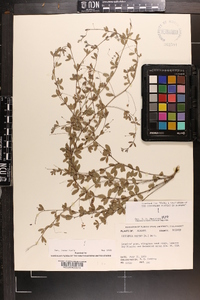 Lespedeza repens image