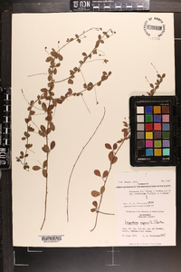 Lespedeza repens image