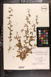 Lespedeza repens image