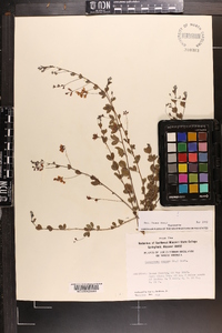 Lespedeza repens image