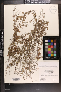 Lespedeza repens image