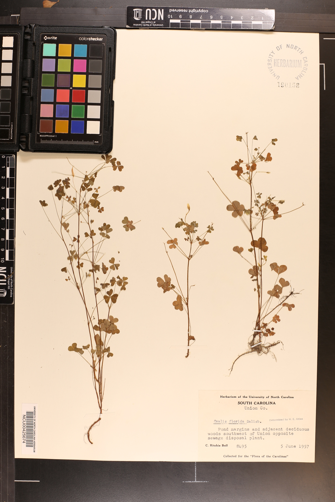 Oxalis florida image