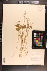 Oxalis rubra image