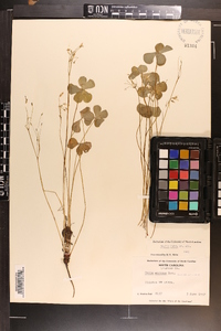 Oxalis rubra image