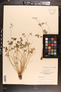 Oxalis rubra image