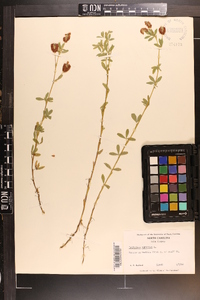 Trifolium aureum image