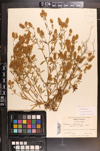 Trifolium arvense image