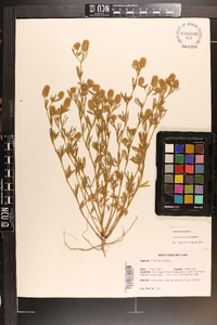 Trifolium arvense image