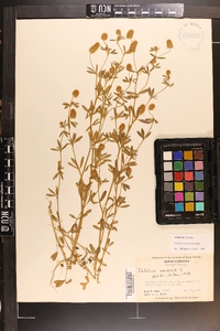 Trifolium arvense image