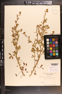 Trifolium arvense image