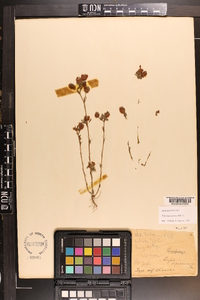 Trifolium aureum image