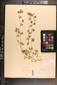 Trifolium aureum image