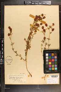 Trifolium aureum image