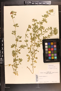 Trifolium aureum image