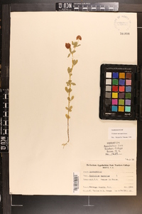 Trifolium aureum image