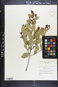 Ilex coriacea image