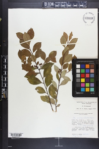 Ilex coriacea image