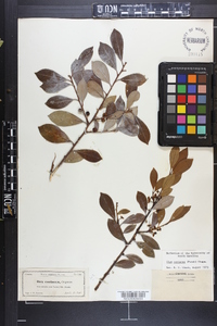 Ilex coriacea image