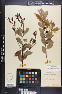 Ilex coriacea image