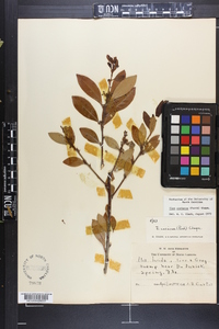 Ilex lucida image