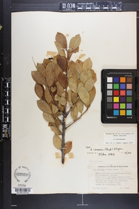 Ilex coriacea image