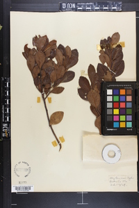 Ilex lucida image