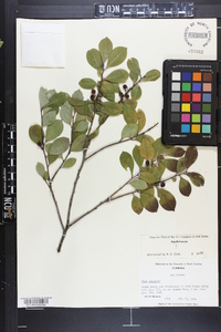 Ilex coriacea image