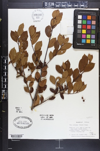 Ilex coriacea image