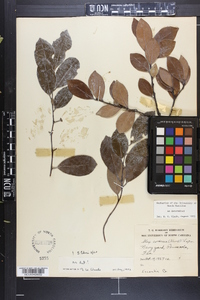 Ilex coriacea image