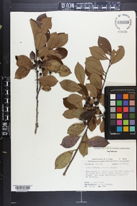 Ilex coriacea image