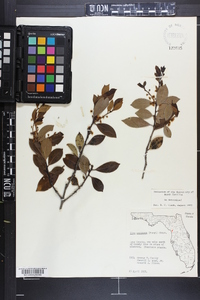 Ilex coriacea image