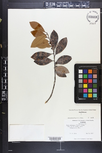 Ilex coriacea image