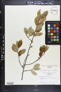 Ilex coriacea image