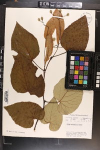 Tilia heterophylla image