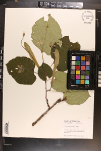 Tilia heterophylla image