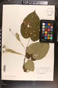 Tilia heterophylla image