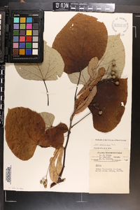 Tilia heterophylla image