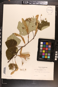 Tilia heterophylla image