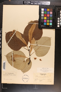 Tilia heterophylla image