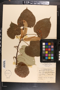 Tilia heterophylla image