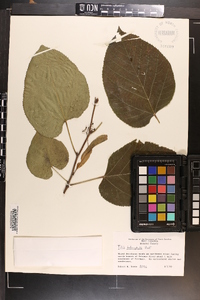 Tilia heterophylla image