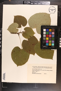 Tilia heterophylla image