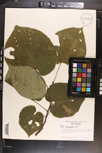 Tilia heterophylla image