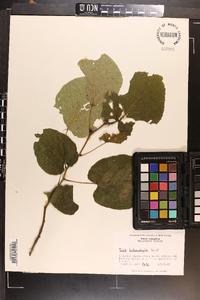 Tilia heterophylla image