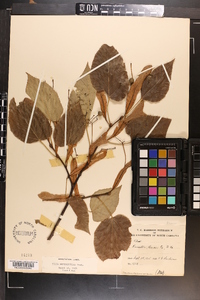 Tilia heterophylla image