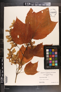 Acer pensylvanicum image